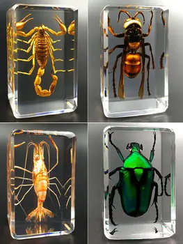Pravi uzorak kukca prozirna smola kreativna male dekoracije dječji vrtić edukativne igračka za nadzor škorpija pauk buba